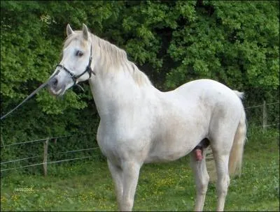 Qu'est-ce qu'un talon ?