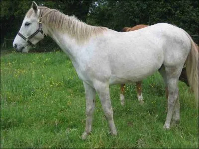 Comment appelle-t-on un cheval castr ?