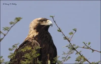 De quelle espce d'aigles s'agit-il ?