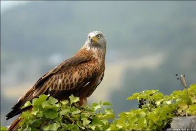De quelle espce d'aigles s'agit-il ?