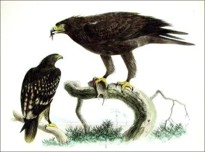 De quelle espce d'aigles s'agit-il ?