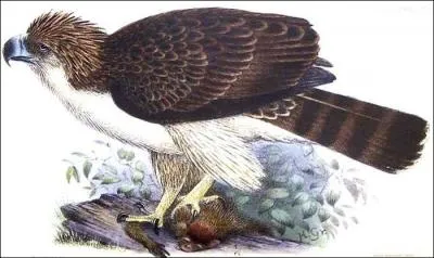 De quelle espce d'aigles s'agit-il ?