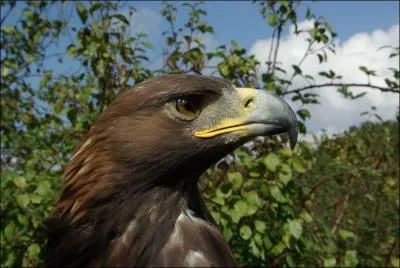 De quelle espce d'aigles s'agit-il ?