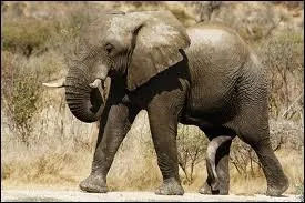 Un lphant sa trompe normment !