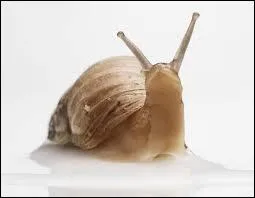   Y faut pas s'presser !  