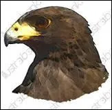 Mon nom est oeil de faucon, fais-je partie des pierres fines ?