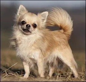 Quelle est cette race ?