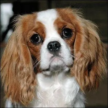 Quelle est cette race ?