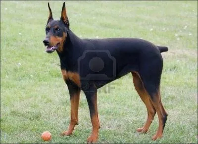 Quelle est cette race ?