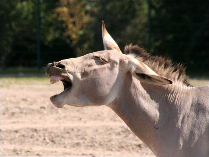 quel animal qui brait