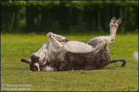 Comment se nomme l'endroit o� se roule l'�ne ?