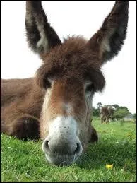 Par rapport aux chevaux , l'�ne supporte mieux...