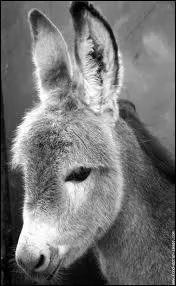 Combien de temps l'�nesse garde t-elle son petit dans son ventre ?