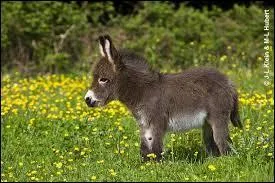 Quelle la taille minimale qu'un �ne peut faire ?