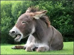 L'�ne est loin d'�tre...