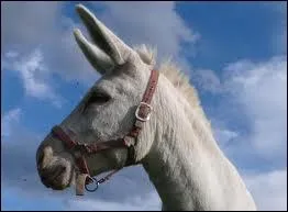 Est-ce un �ne, un cheval ou une mule ?