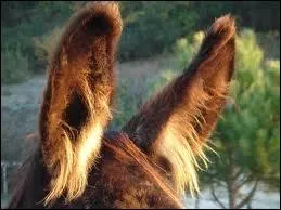 A quoi servent les longues oreilles des �nes ?