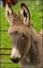 Comment est nomm�e la femelle de l'�ne ?