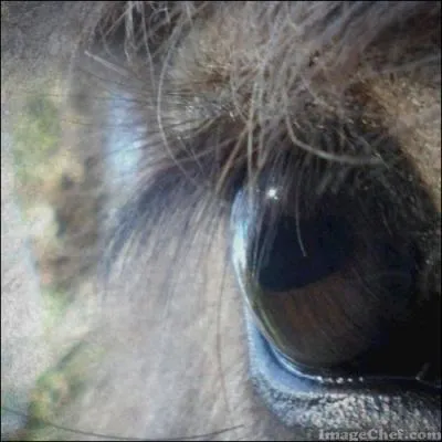 L'�ne tout comme le cheval poss�de de grand(e)s ... .