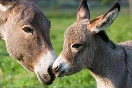 Quiz Chevaux