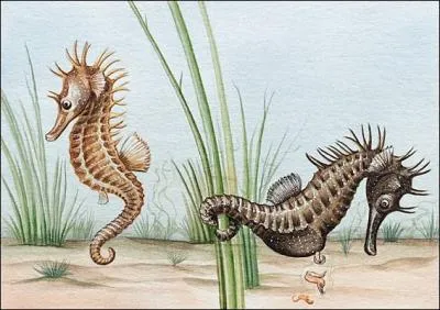 L'hippocampe nage  la verticale. Qu'utilise-t-il pour se propulser ?