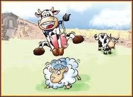 Offre bonne place de gardiens de vaches ...