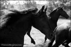 Pour quoi est-il recherch ?