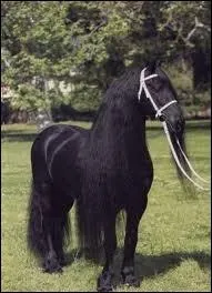 Combien mesure-t-il en moyenne ?