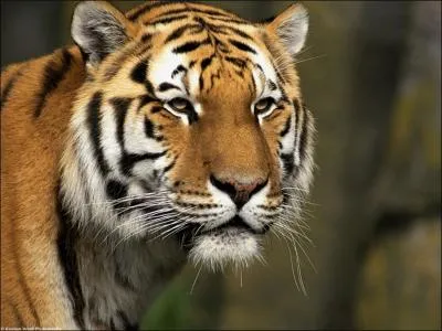 "En politique, on succède à des imbéciles et on est remplacé par des incapables. " Qui a prononcé cette phrase que l'on pourrait qualifier de lapalissade ?