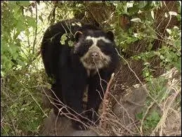 Cet ours est le plus menac d'extinction sur la plante  cause de la dforestation massive, vivant en Amrique du Sud, cet ours se nomme...