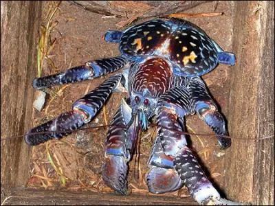 Quel drle de crustac que celui-ci, vu sa taille il aurait de quoi en impressionner plus d'un, sauf dans l'assiette peut-tre, son petit nom c'est ...