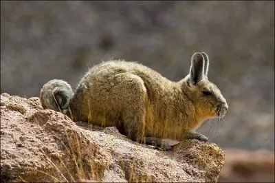 Comment se nomme cette petite boule de poil vivant principalement dans les Andes sud-amricaines ?