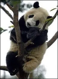 Quel est cet animal ?