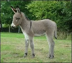 Quel est cet animal ?