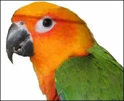 Quel est cet animal ?