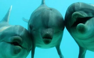 Quiz Dauphins