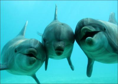 De quelle famille les dauphins font-ils partie ?
