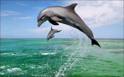 Combien d'espces de dauphins existe-t-il ?