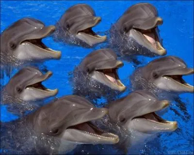 Y a-t-il des dauphins dans toutes les mers ?