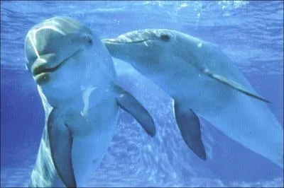 Dans quel ocan vivent principalement les dauphins ?