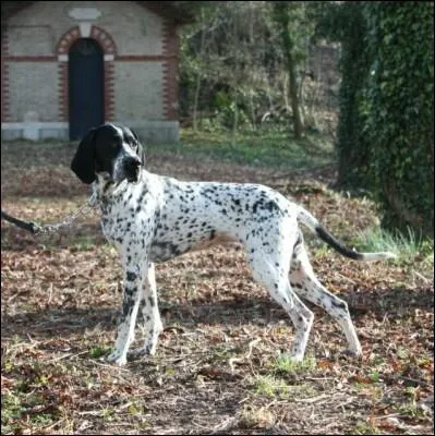 Ce chien est surnomm  Bleu d'Auvergne , quel est son nom exact ?
