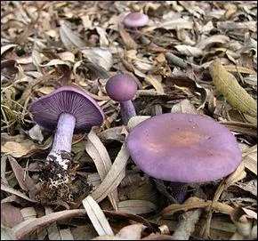 Quel est ce champignon ?