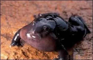 Dcidment, il existe des amphibiens particulirement  bizarres  , la grenouille indienne pourrait en faire partie. Quel est son autre nom ?