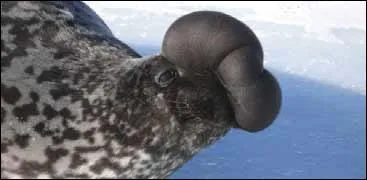 Non, ce phoque n'est pas en train de souffler sur un prservatif en peau de pingouin.  partir de l'ge de quatre ans, ce  bulbe  se dveloppe au niveau de la tte, d'o son aspect lui donnant le nom de. .