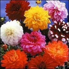 Quelle est cette fleur ?