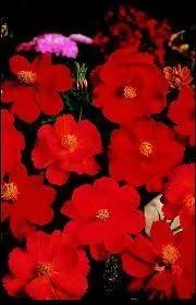 Quelle est cette fleur ?