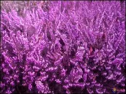 Quelle est cette fleur ?