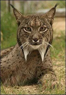 Cet animal appartient  la famille des ...