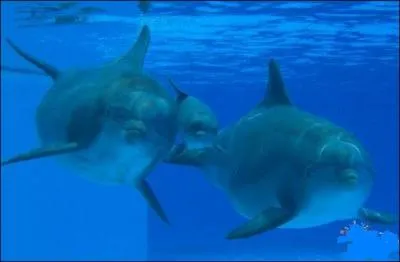 Les  amies  de madame dauphin viennent assister la future mre. Quand cette dernire vient enfin de mettre bas, comment se comportent-elles ?