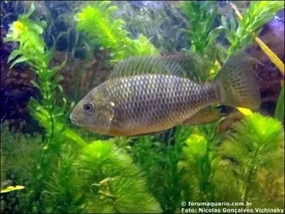 Ici, bbs ! Maman tilapia tient ses petits groups autour d'elle. Au moindre danger, ils se prcipitent  l'abri. O ?
